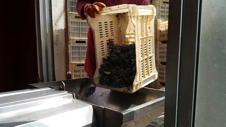 Wine Tasting at Domaine Wardy 